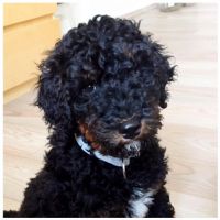 Therapiehund Aaron