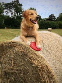 Therapie-Hund Semmale