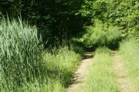 Wege