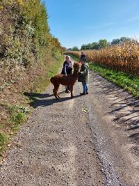 Tiergesttzte Arbeit