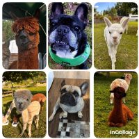 Berufliche Philosophie als Therapeutin